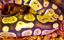 pattern closeup