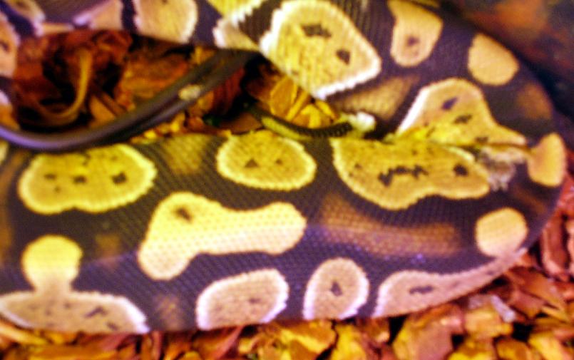 pattern closeup
