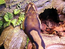 closeup