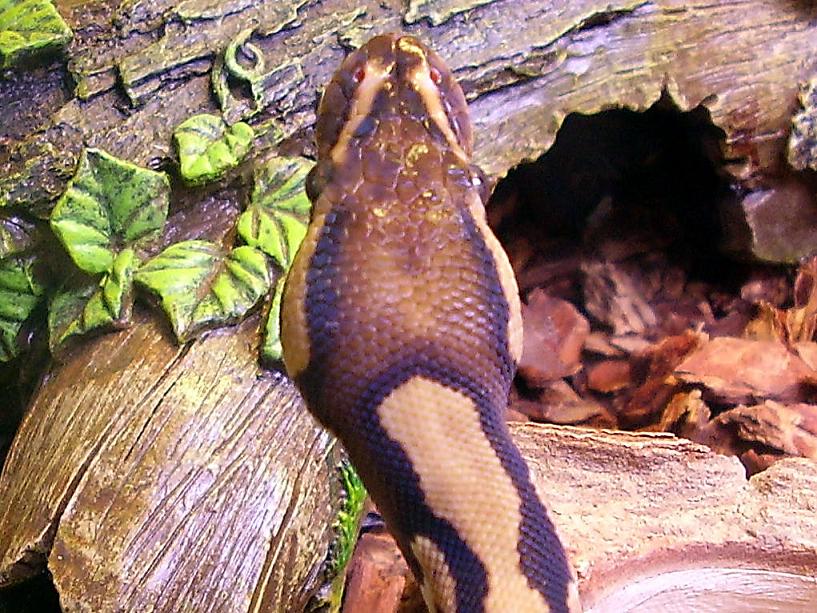 closeup