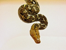 so pretty after he sheds