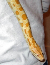 0.1 albino burm