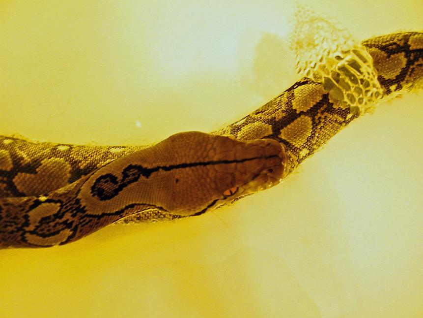 shedding