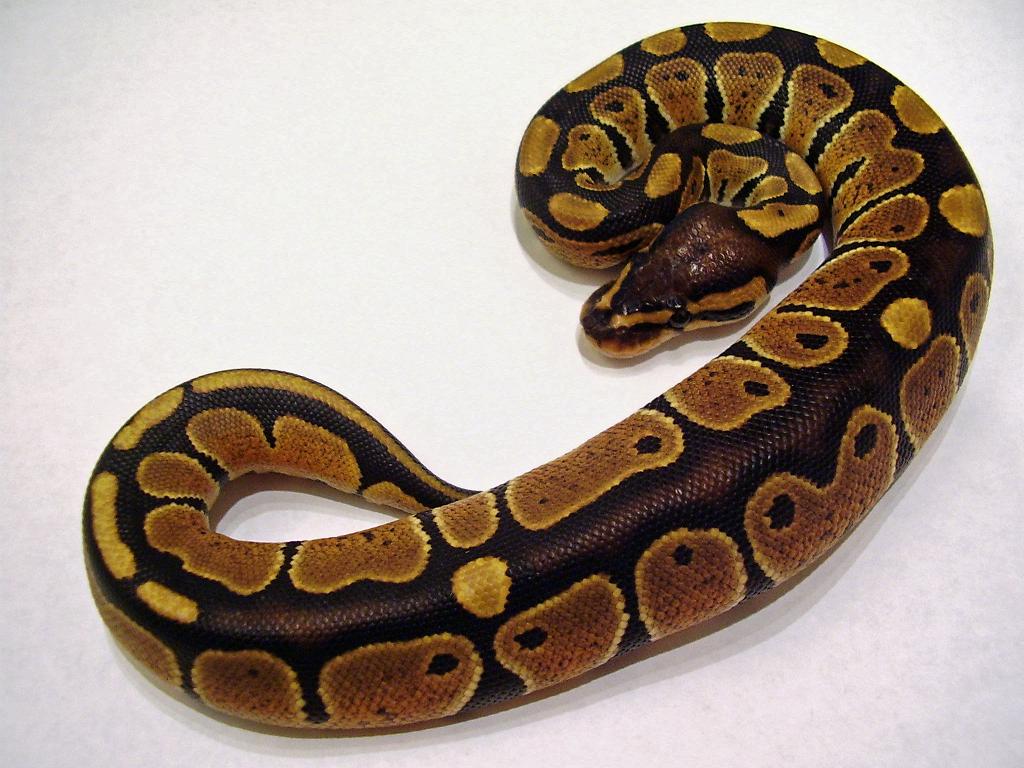 squiggles new addition