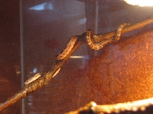 three months old yellow  ratsnake