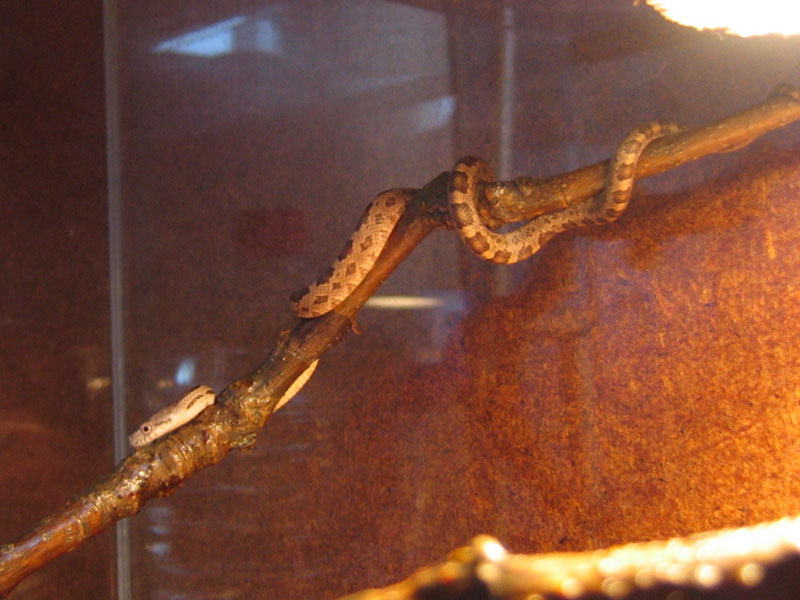 three months old yellow  ratsnake