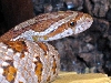 my rootbeer corn