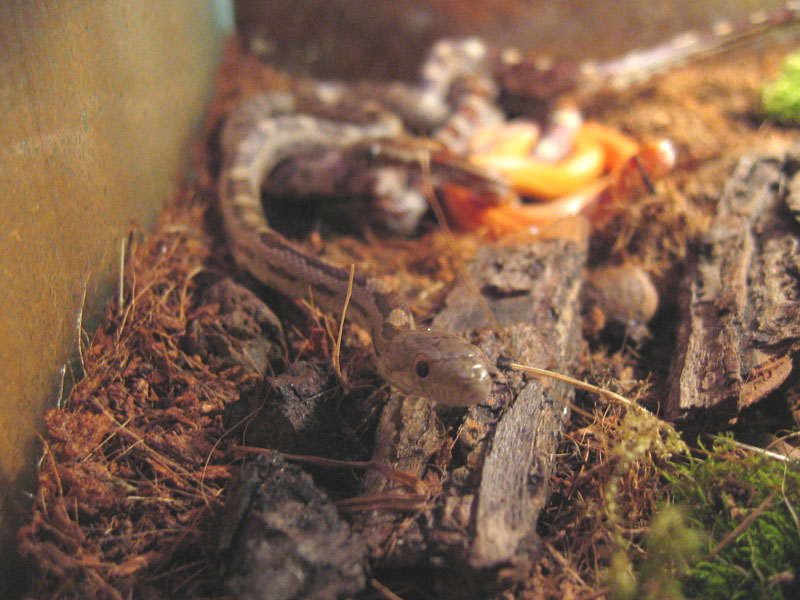 Yellow rat snake