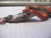 Corn snake amel striped