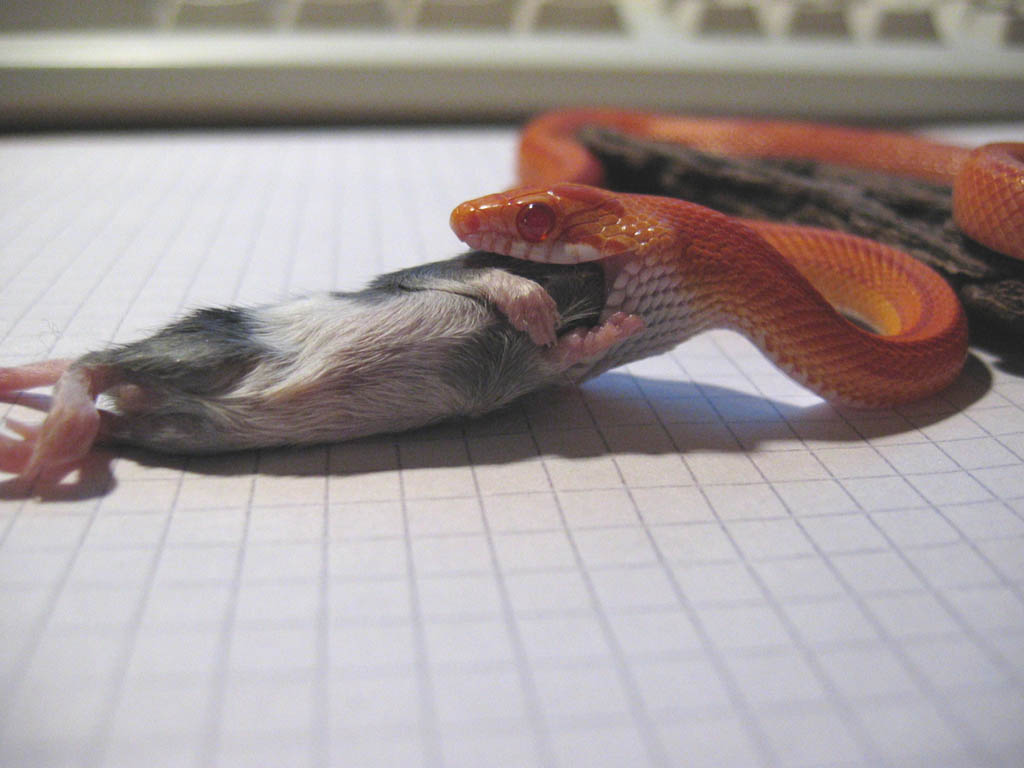 Corn snake amel striped