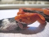 Corn snake amel striped