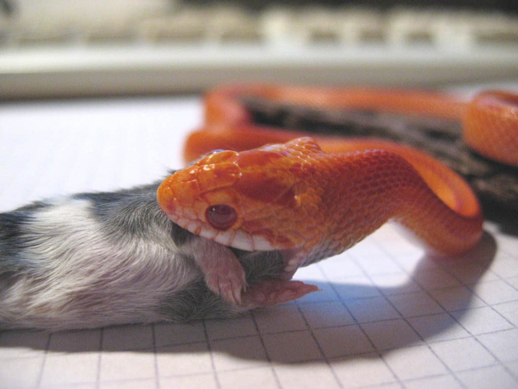 Corn snake amel striped