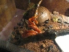 my amel striped male