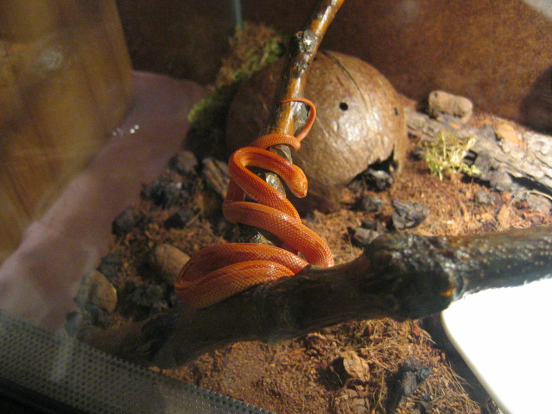 my amel striped male