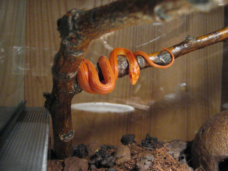 ..and another pic of amel striped