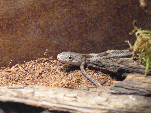 my little yellow ratsnake