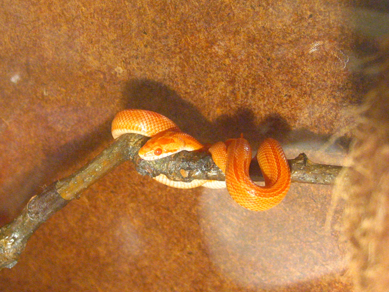 amel striped second photo