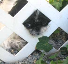 Lotus Looking outside the fence