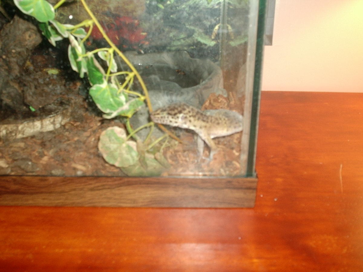 Gecko Type? Picture 2