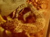 Gecko Type...?