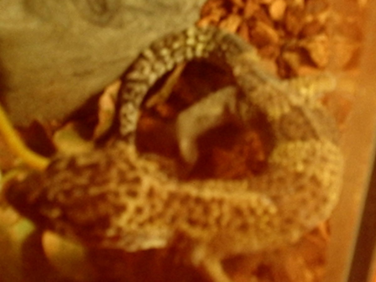 Gecko Type...?