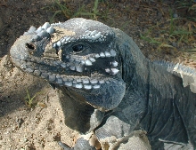 rhinoFace