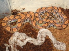 rainbow boa fresh shed dec 2016