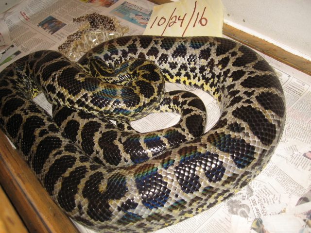 yellow anaconda