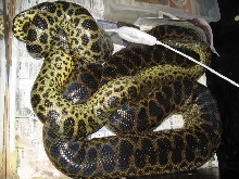 breeding yellows