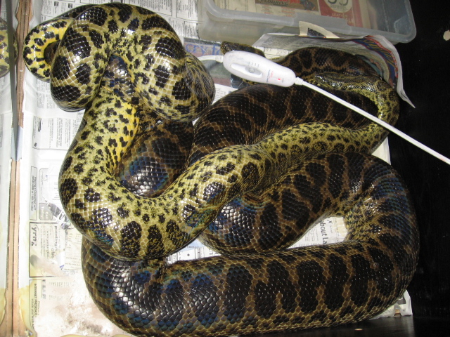 breeding yellows