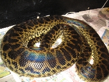 Shed May 15