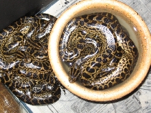 water dish