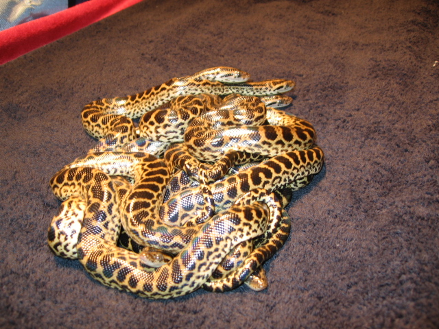 first sheds 1