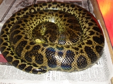 Sonny coiled