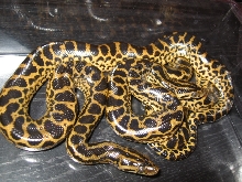 2 days old 07