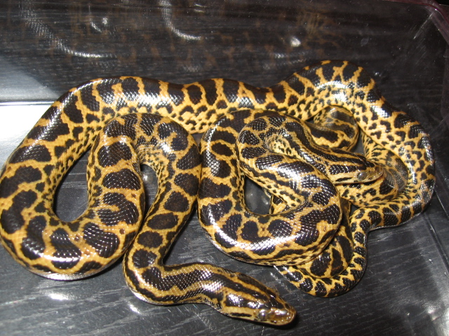2 days old 07