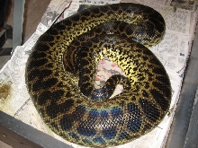 Yellow anaconda POS 09