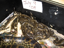 Yellow anaconda litter 09