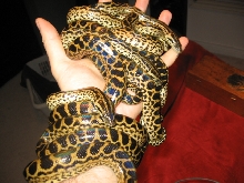 handful 09
