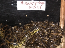 Yellow anaconda birth 2011