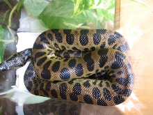new hybrid