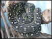 Male Diamond