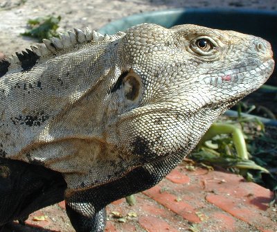 headshot male