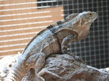 Palearis x conspicuosa
