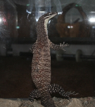 Kimberly Rock Monitor