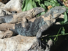 Lewisi Cross Females