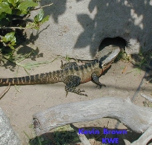 male water dragon