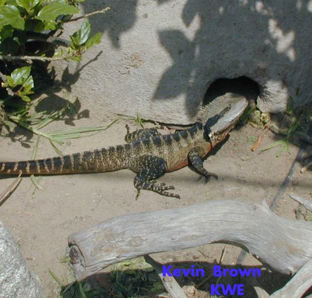 male water dragon