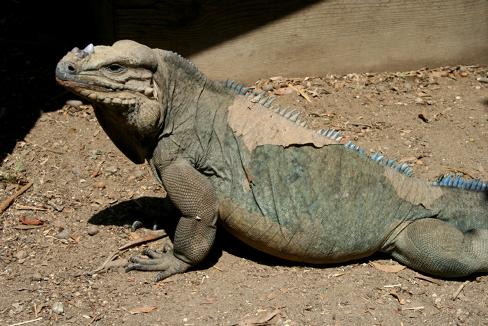 Femae rhino