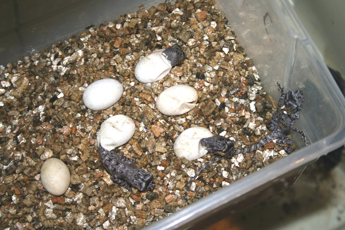 Aussy Frills Hatching